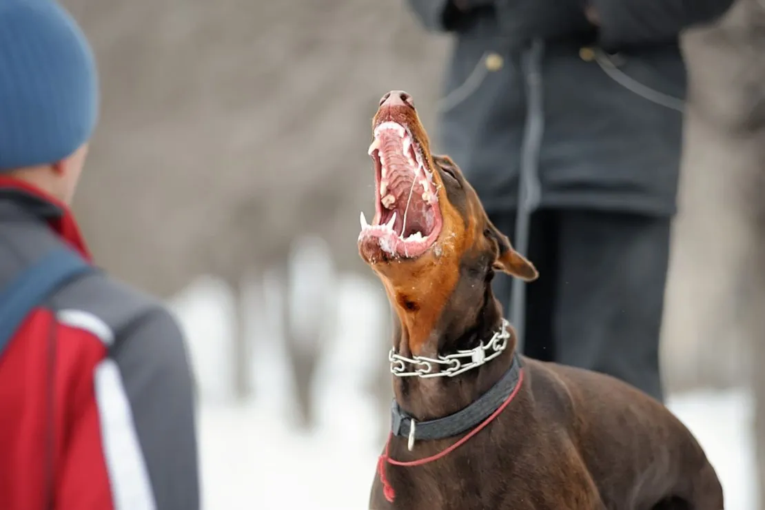Agressive Doberman Dog