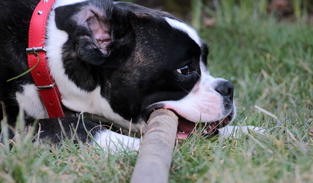 Fresno Dog Bite Dog Bite Laws in Fresno